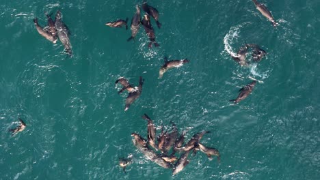 La-Jolla-Cove-Drohne-Stationär-über-Einer-Sehr-Aktiven-Herde-Oder-Gruppe-Von-Seelöwen-Robben-Spielen-Im-Pazifischen-Ozean