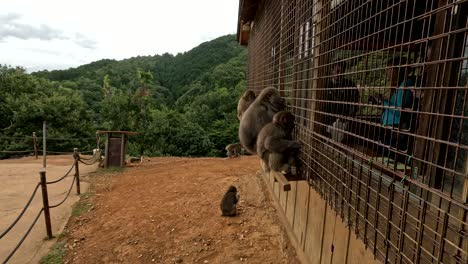 Parque-De-Monos-Iwatayama-En-Japón