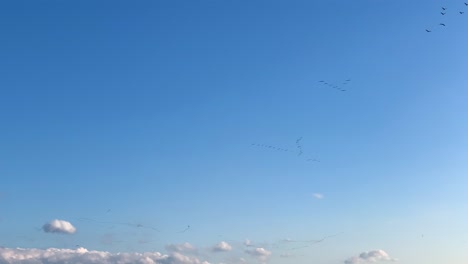 V-shape-geese-flock-fly-in-deep-blue-sky,-seasonal-migration,-Latvia