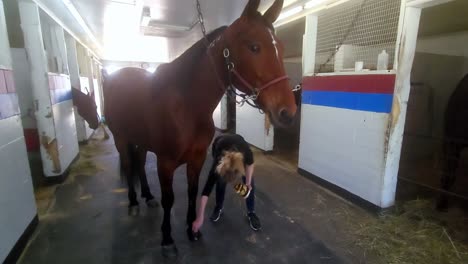 Horse-in-stable-with-groomer-working-on-hoofs-in-Cumberland,-Maine