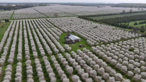 Die-Kirschplantagen-In-Door-County,-Wisconsin-Stehen-Jedes-Jahr-Im-Frühling-In-Voller-Blüte