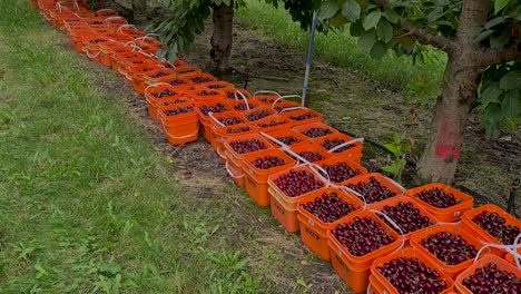 Cerezas-Sentadas-A-La-Sombra-Del-árbol-Esperando-Ser-Recogidas