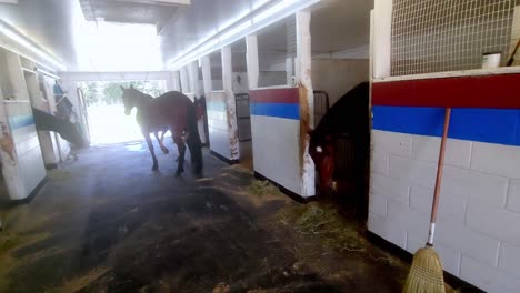 Horse-in-stable-with-groomer-working-on-hoofs-in-Cumberland,-Maine