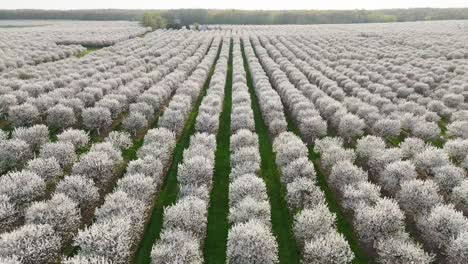 The-cherry-orchards-in-Door-County,-Wisconsin-are-in-full-bloom-in-the-spring-each-year