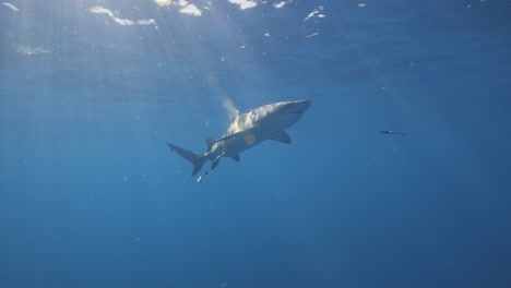 Surface-shot-of-lemon-shark-swimming-past-in-sun-ripples