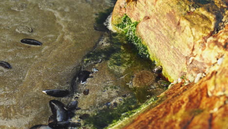 Sea-Anemone-and-Mussel-Shells-in-a-Vibrant-Rock-Pool