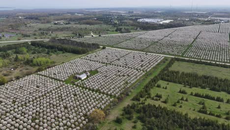 Die-Kirschplantagen-In-Door-County,-Wisconsin-Stehen-Jedes-Jahr-Im-Frühling-In-Voller-Blüte