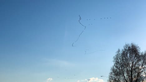 V-formation-of-geese-fly-in-blue-sky-above-bare-birch-tree,-Latvian-spring