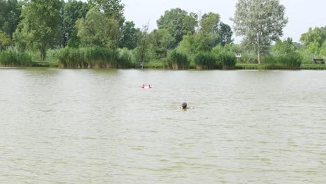 Person-swimming-in-lake-in-city-park,-Kunfehértó,-Hungary