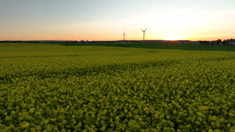 Aerial-view-of-a-large-field-of-yellow-flowers-at-sunset-with-wind-turbines-in-the-distance