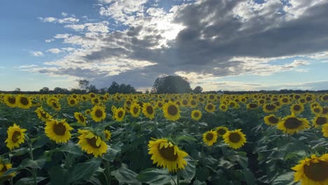 Blue-sky-with-clouds-over-a-sunflower-field