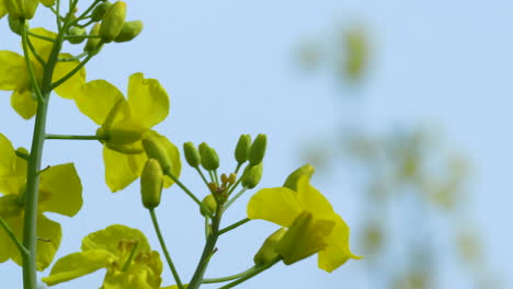 Yellow-flower-buds-against-a-clear-blue-sky