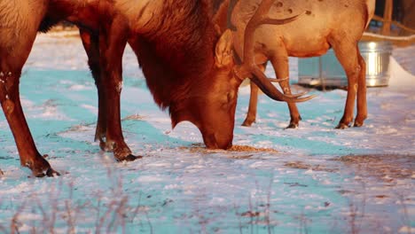 Elk-deer-chewing-with-snow-and-tree-in-the-morning-in-winter-close-up-slow