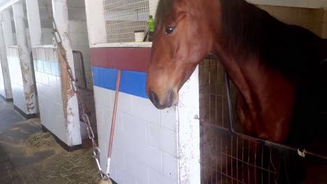 Beautiful-race-horse-curious-about-camers-in-Cumberland,-Maine