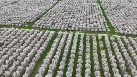 Die-Kirschplantagen-In-Door-County,-Wisconsin-Stehen-Jedes-Jahr-Im-Frühling-In-Voller-Blüte