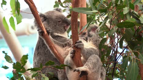 Zwei-Süße-Und-Entzückende-Koalas-Dösen-Auf-Der-Astgabel-Ein-Und-Machen-Tagsüber-Ein-Nickerchen,-Nahaufnahme