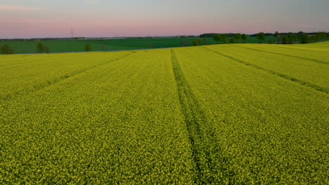 Aerial-view-of-expansive-rapeseed-fields-at-sunset