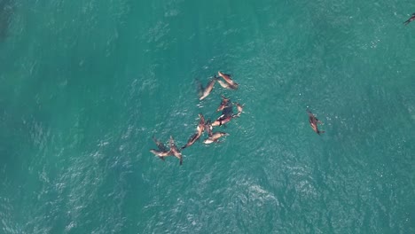 La-Jolla-Cove-Drone-Stationary-shot-over-Sea-Lions-seals-playing-in-the-ocean-as-a-large-group-herd-or-cluster