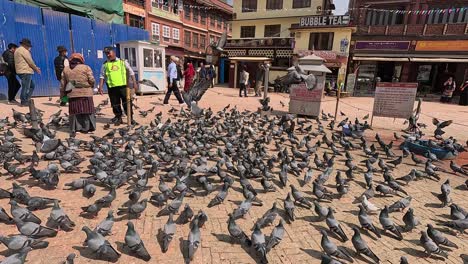 A-bustling-scene-of-pigeons-flocking-together-on-the-ground,-eagerly-pecking-at-scattered-food-as-they-are-being-fed