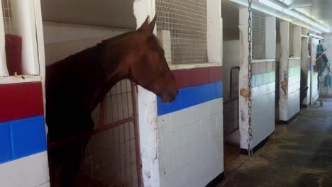 Race-horse-in-stall-looking-around-for-food-in-Cumberland-Maine