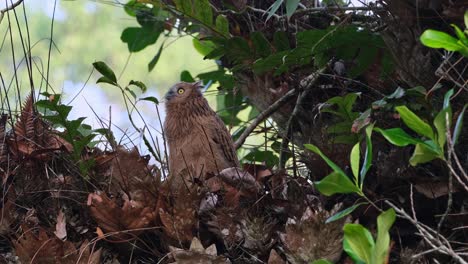 Looking-up-while-facing-to-the-left,-Buffy-Fish-Owl-Ketupa-ketupu,-Juvenile