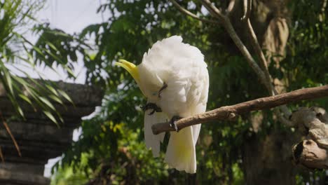 Una-Cacatúa-Blanca-Se-Posa-En-La-Rama-De-Un-árbol,-Acicalándose-Sus-Plumas