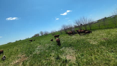 Grazing-herd-of-cows-and-sheep’s-outdoors-on-farm-field