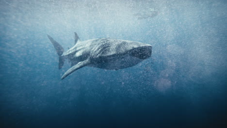 Frontal-view-of-whale-shark-swimming-with-mouth-open-in-slow-motion-near-surface