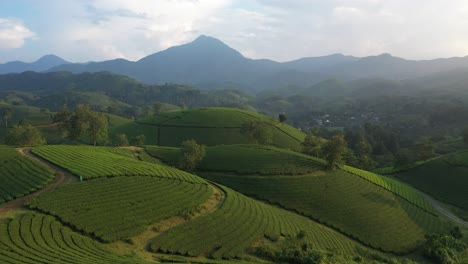 Aerial-view-of-Long-Coc-tea-hill,-Vietnam