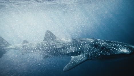 Air-bubbles-shine-around-whale-shark-swimming-below-surface-of-open-ocean