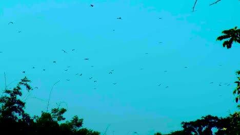 Vogelschwarm-Schwebt-Gegen-Den-Abendhimmel,-Silhouette-Von-Bäumen