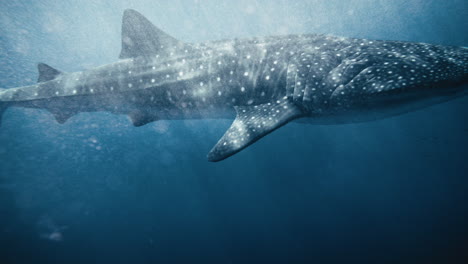 Medium-closeup-of-whale-shark-with-air-bubble-bokeh-swirling-around-in-slow-motion