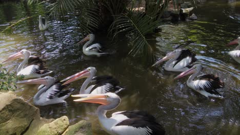 Flock-of-Australian-pelicans-swim-in-a-small-pond