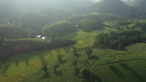 Luftaufnahme-Des-Teehügels-Long-Coc,-Vietnam