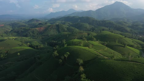 Vista-Aérea-De-La-Colina-Del-Té-Long-Coc,-Vietnam