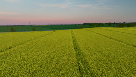 Ausgedehntes-Gelbes-Feld-Bei-Sonnenuntergang,-Rosa-Himmel,-Heitere-Und-Friedliche-Landschaft