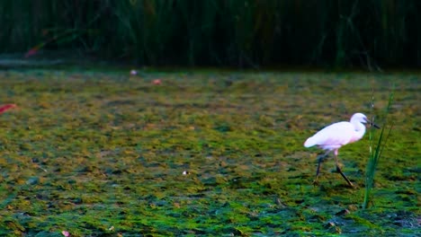 Weißer-Kuhreiher-Bangladesch-Südostasiatischer-Vogel-Tritt-Auf-Grünen-Algen-Schlammigen-Boden