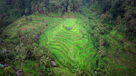 Tegalalang-terraced-rice-fields-of-Ubud-Bali-with-palm-trees,-aerial-pullback