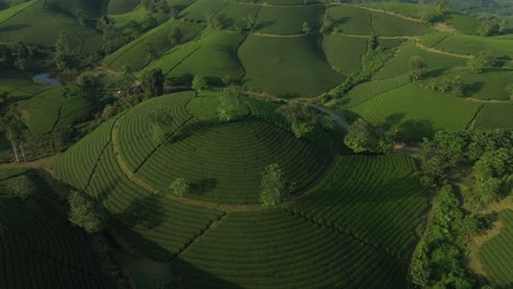 Vista-Aérea-De-Las-Colinas-De-Té-Long-Coc-Vietnam