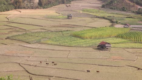 Blick-Auf-Leuchtend-Grüne-Reisfeldterrassen-In-Der-Bergstadt-Nong-Khiaw-In-Laos,-Südostasien
