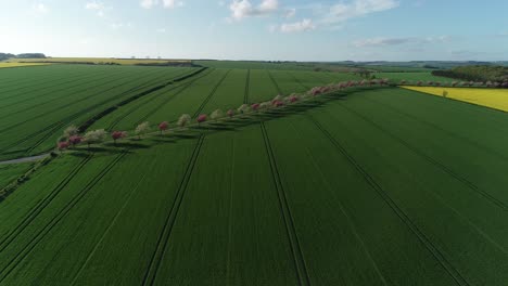 Drohnenaufnahmen-Der-Yorkshire-Wolds-Mit-Ausgedehnten-Feldern-Und-Einer-Von-Blühenden-Kirschbäumen-Gesäumten-Straße