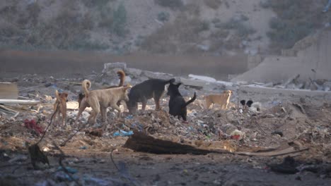 Group-of-homeless-rescued-dogs-searching-food-over-Gaza-ruins-of-war-during-Israel-Hamas-war-conflict