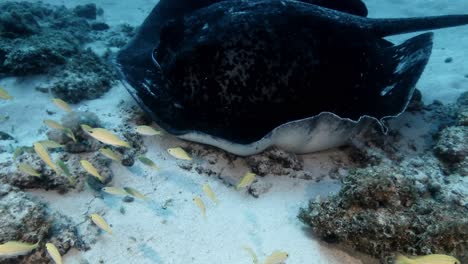 Schwarzer-Gefleckter-Stachelrochen-Aus-Nächster-Nähe-Mit-Putzerfischen-Auf-Der-Insel-Mauritius