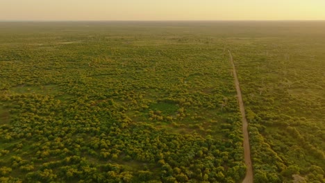 Fly-above-Madagascar-countryside-with-old-beautiful-Baobab-tree-forest-at-sunset