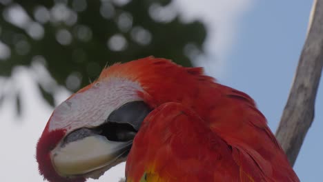 Close-up-of-a-vibrant-Scarlet-Macaw-perched-on-a-branch-against-sky