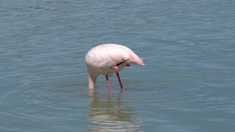 Flamingo-birds-in-a-natural-environment-on-a-salt-lake-in-southern-Spain,-feeding
