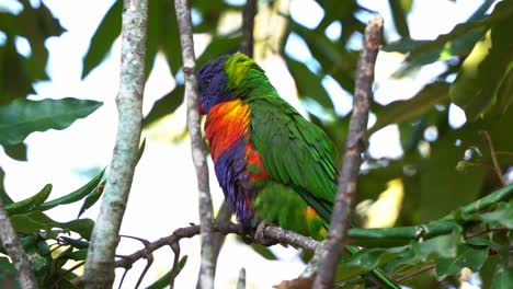 A-wild-rainbow-lorikeet,-trichoglossus-moluccanus,-perched-and-resting-on-the-tree-branch-in-its-natural-habitat,-curiously-wondering-around-the-surroundings,-close-up-shot