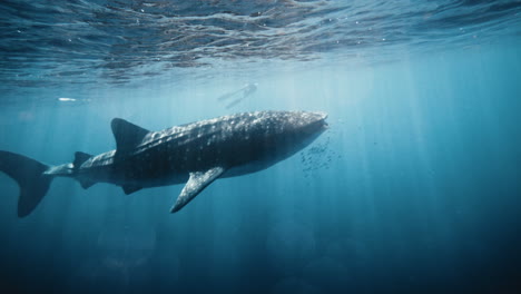 Pan-to-whale-shark-swimming-at-ocean-surface-underwater-light-sparkling-in-slow-motion