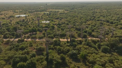 Amplio-Clip-Aéreo-De-Drones-De-Un-Antiguo-Y-único-Bosque-De-Baobabs