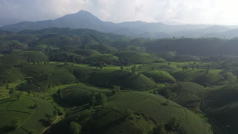 Aerial-view-of-Long-Coc-tea-hill,-Vietnam